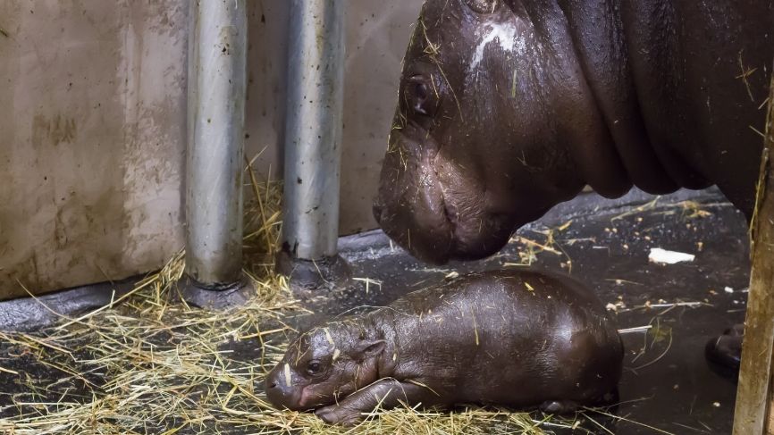 V zoo ve Dvoře Králové nad Labem se narodilo další mládě vzácného hrošíka liberijského